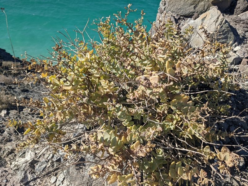 Coulterella capitata, photographed by Zoltán Stekkelpak