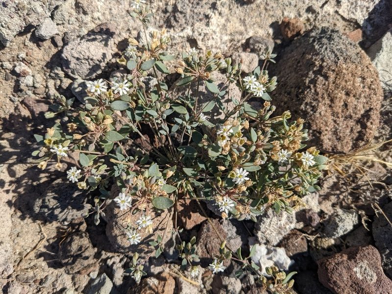 Drymaria holosteoides, photographed by Zoltán Stekkelpak