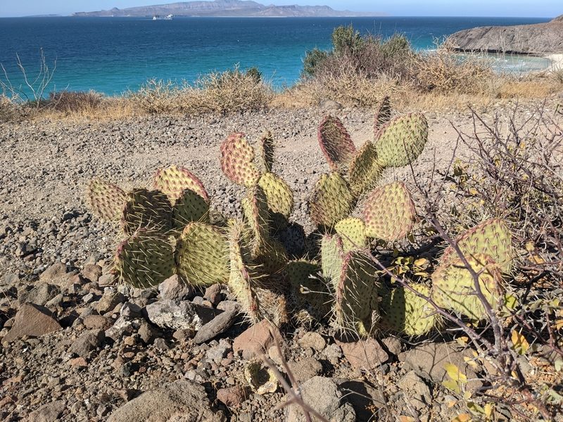 Opuntia comonduensis, photographed by Zoltán Stekkelpak