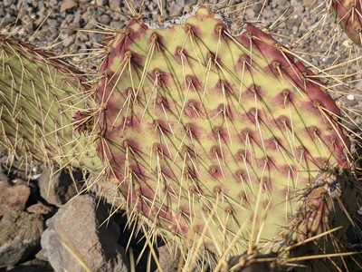 Opuntia comonduensis, photographed by Zoltán Stekkelpak