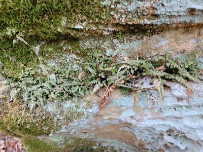 Asplenium pinnatifidum, photographed by Elias