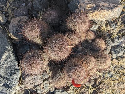Cochemiea fraileana, photographed by Zoltán Stekkelpak