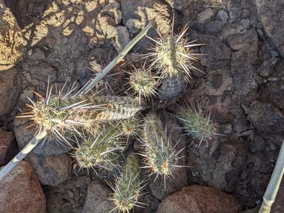 Echinocereus brandegeei, photographed by Zoltán Stekkelpak