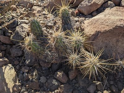 Echinocereus brandegeei, photographed by Zoltán Stekkelpak