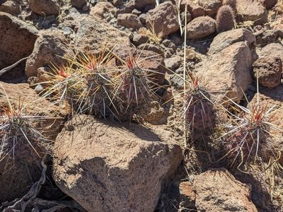 Echinocereus brandegeei, photographed by Zoltán Stekkelpak