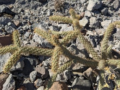 Cylindropuntia alcahes, photographed by Zoltán Stekkelpak