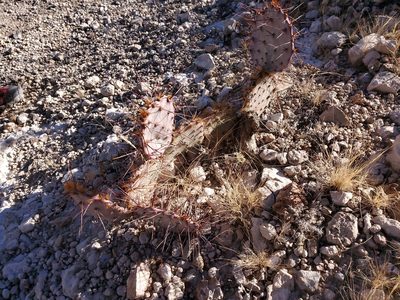 Opuntia macrocentra, photographed by Craig Martin