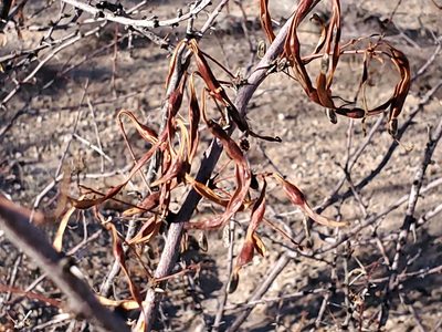 Vachellia constricta, photographed by Craig Martin