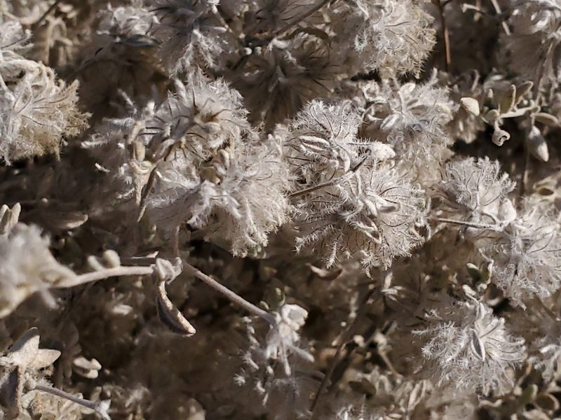 Tiquilia greggii, photographed by Craig Martin
