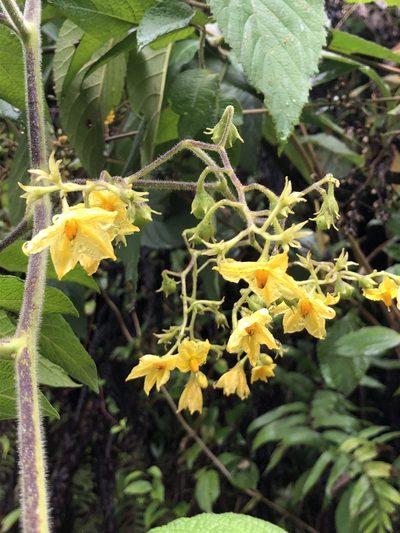 Solanum juglandifolium, photographed by Skjold Søndergaard