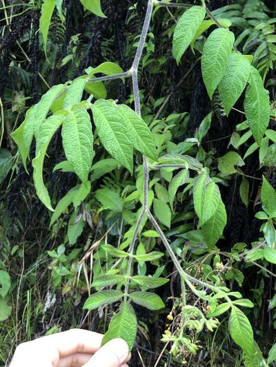 Solanum juglandifolium, photographed by Skjold Søndergaard