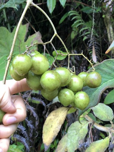 Solanum juglandifolium, photographed by Skjold Søndergaard