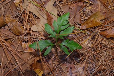 Sceptridium biternatum, photographed by Michelle W. （鍾偉瑋）