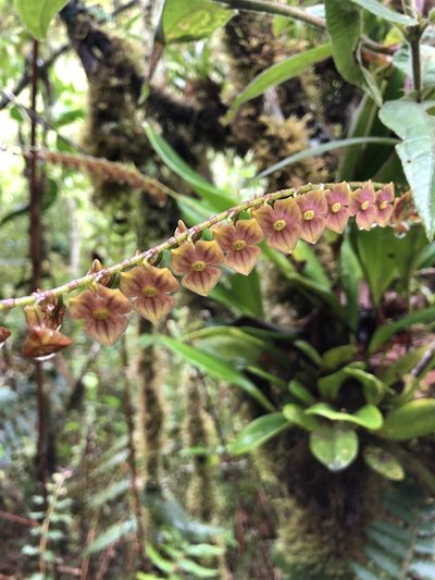 Stelis superbiens, photographed by Skjold Søndergaard