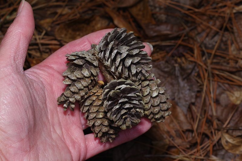 Pinus echinata, photographed by Michelle W. （鍾偉瑋）
