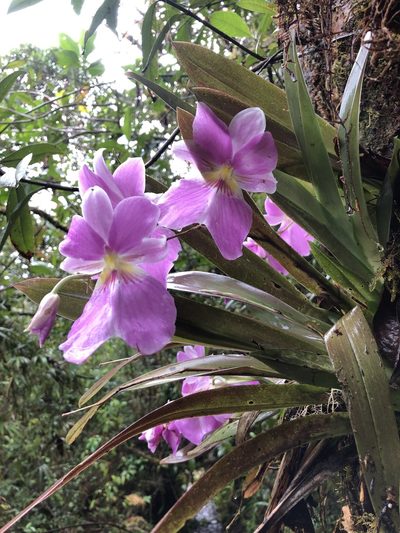 Miltoniopsis vexillaria, photographed by Skjold Søndergaard