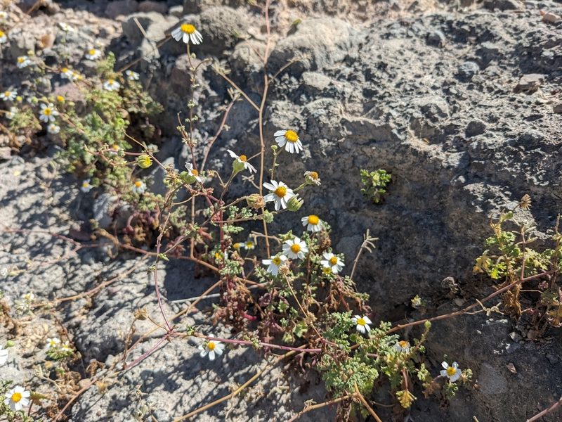 Perityle crassifolia, photographed by Zoltán Stekkelpak