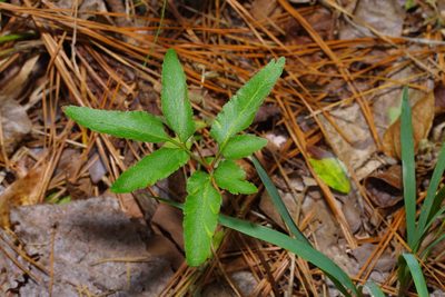 Sceptridium biternatum, photographed by Michelle W. （鍾偉瑋）