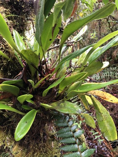 Stelis superbiens, photographed by Skjold Søndergaard