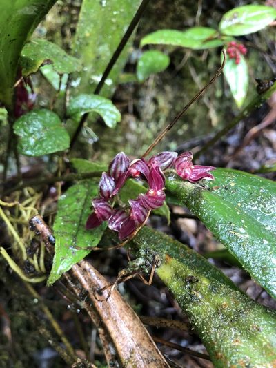 Pleurothallis lindenii, photographed by Skjold Søndergaard