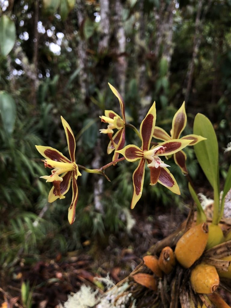 Oncidium mirandum, photographed by Skjold Søndergaard
