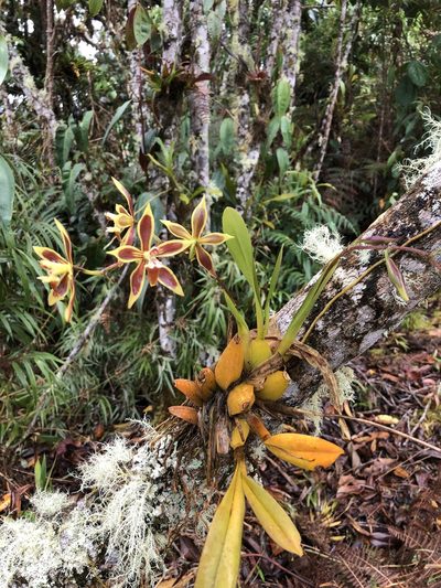 Oncidium mirandum, photographed by Skjold Søndergaard