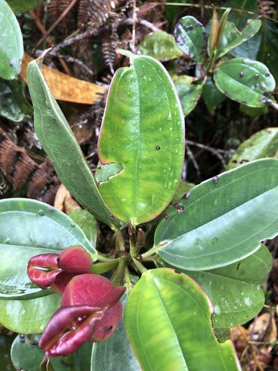 Blakea quadrangularis, photographed by Skjold Søndergaard