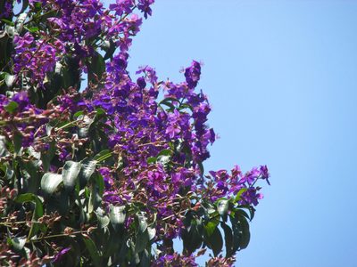 Pleroma granulosum, photographed by Enéas V. Gouvêa Junior