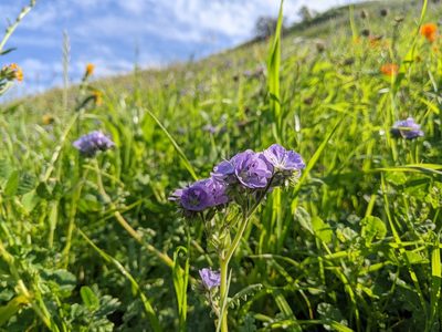 Phacelia ciliata, photographed by Ken-ichi Ueda
