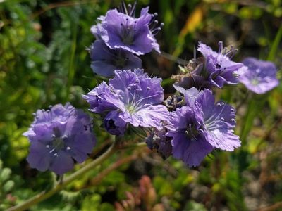 Phacelia ciliata, photographed by Ken-ichi Ueda