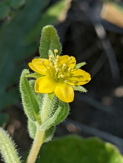 Mentzelia affinis, photographed by Ken-ichi Ueda