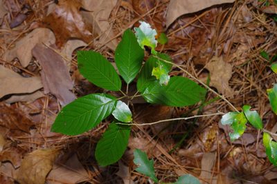 Frangula caroliniana, photographed by Michelle W. （鍾偉瑋）