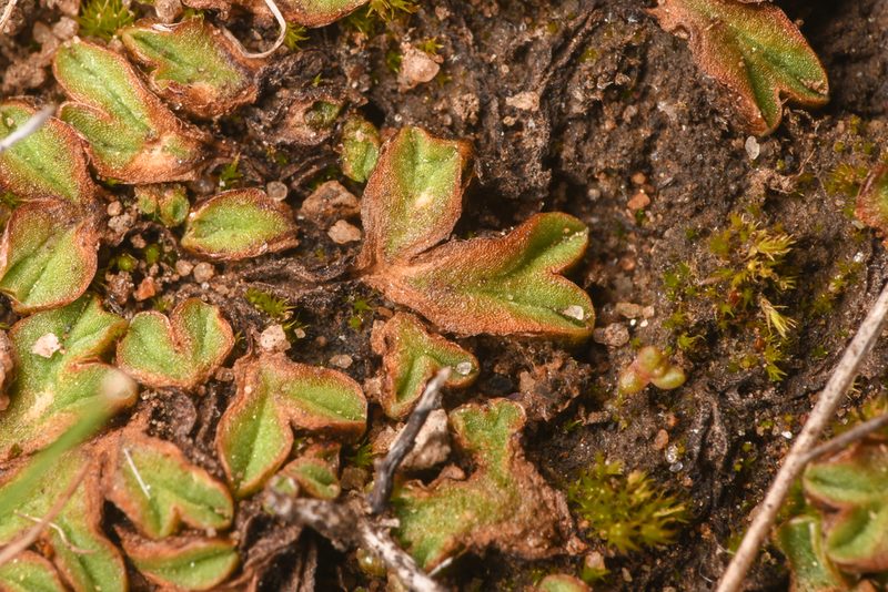 Riccia campbelliana, photographed by Trevor Van Loon