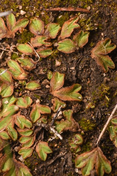 Riccia campbelliana, photographed by Trevor Van Loon