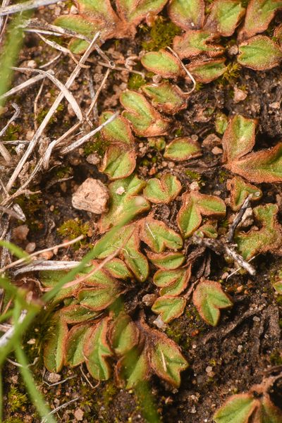 Riccia campbelliana, photographed by Trevor Van Loon