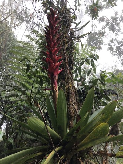 Tillandsia schimperiana, photographed by Skjold Søndergaard
