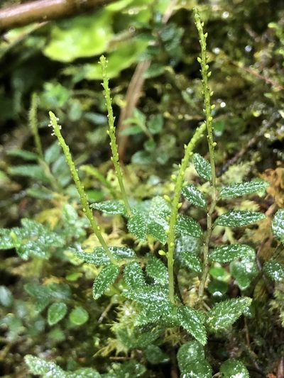 Peperomia tovariana, photographed by Skjold Søndergaard