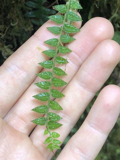 Peperomia tovariana, photographed by Skjold Søndergaard