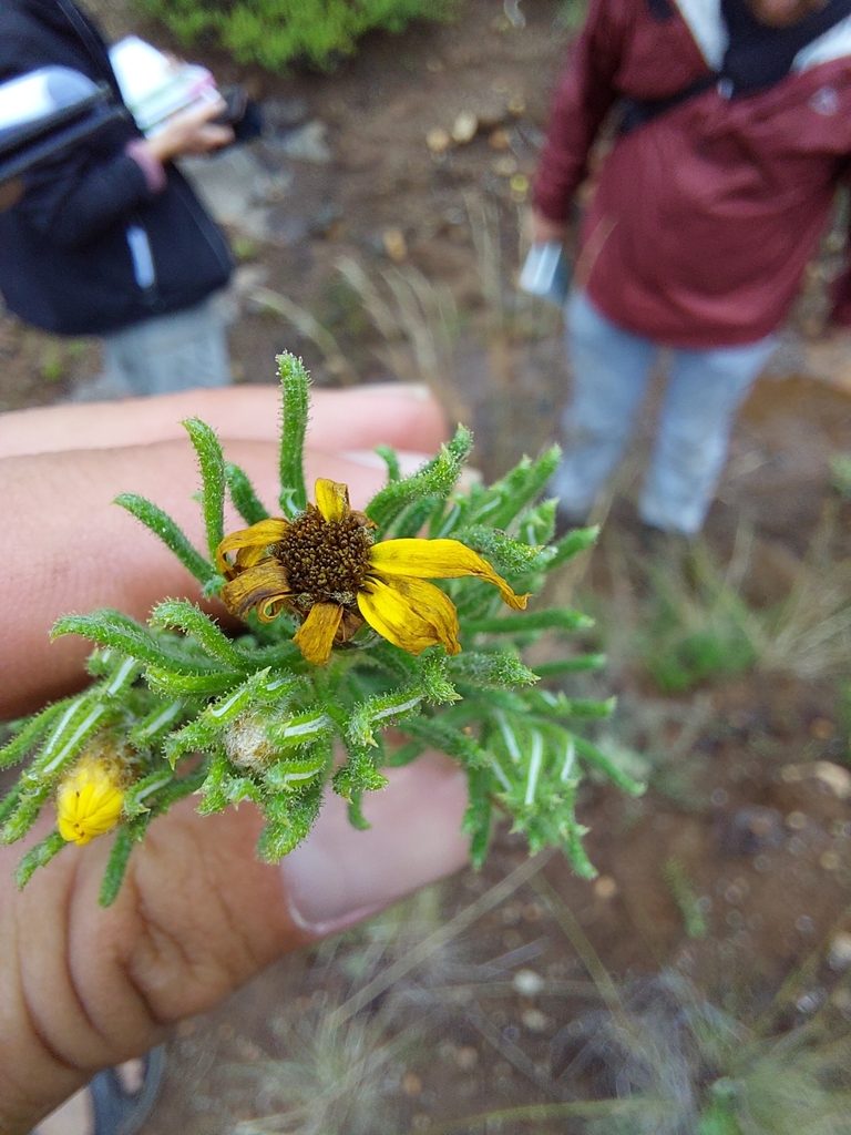 Arrowsmithia hamata, photographed by Manuel R Popp
