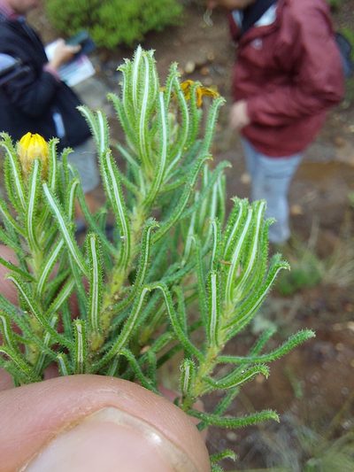 Arrowsmithia hamata, photographed by Manuel R Popp