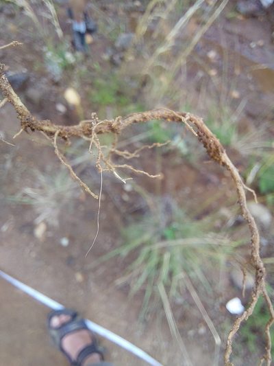 Arrowsmithia hamata, photographed by Manuel R Popp