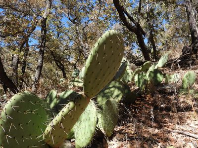 Opuntia robusta, photographed by Leticia Jiménez Hernández