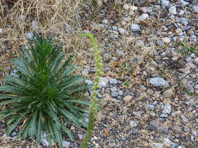 Reseda luteola, photographed by Leticia Jiménez Hernández