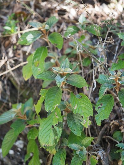 Paraboea swinhoei, photographed by 葉子