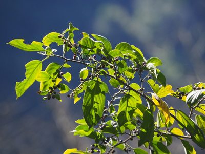 Rhamnus formosana, photographed by 葉子