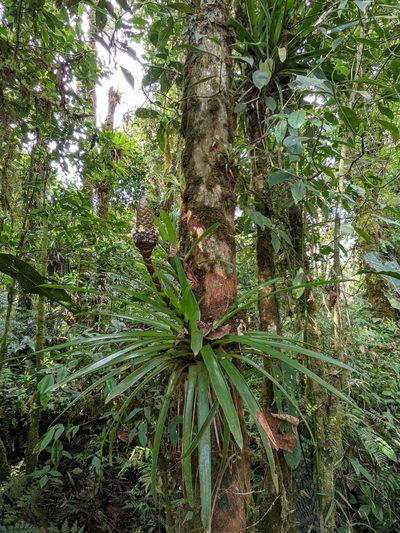 Guzmania coriostachya, photographed by Nolan Exe