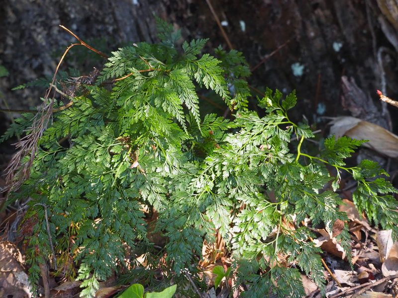 Onychium japonicum, photographed by 葉子