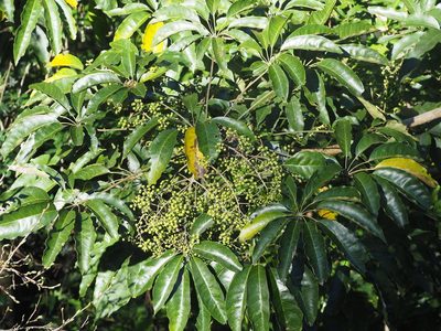 Heptapleurum heptaphyllum, photographed by 葉子