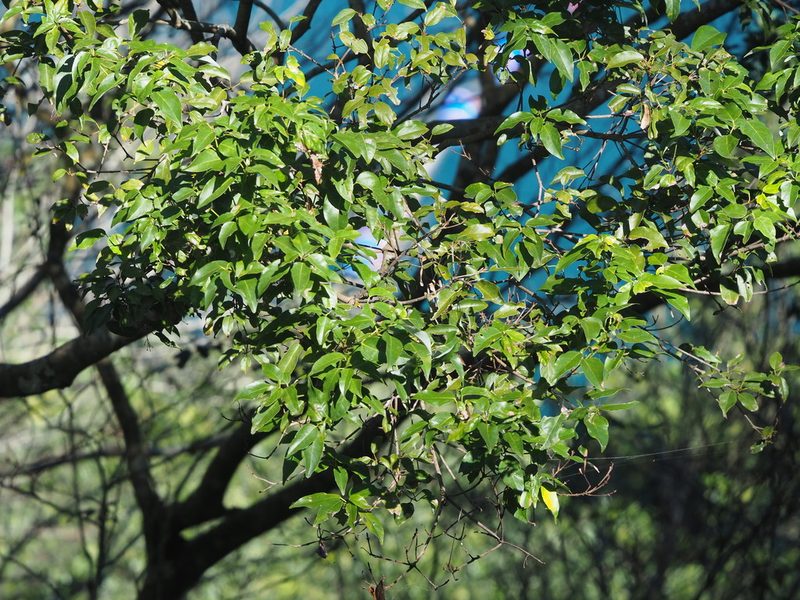 Acer albopurpurascens, photographed by 葉子