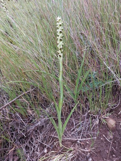 Corycium dracomontanum, photographed by Manuel R Popp